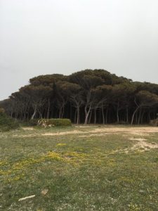 calatoreste sardinia